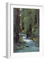 Redwood Forest IV-Rita Crane-Framed Photographic Print