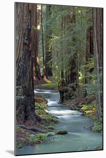 Redwood Forest IV-Rita Crane-Mounted Photographic Print