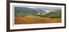 Redwood Forest Panorama-Donald Paulson-Framed Giclee Print