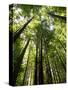 Redwood Forest, Rotorua, New Zealand-David Wall-Stretched Canvas