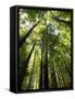 Redwood Forest, Rotorua, New Zealand-David Wall-Framed Stretched Canvas