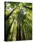 Redwood Forest, Rotorua, New Zealand-David Wall-Stretched Canvas