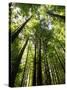 Redwood Forest, Rotorua, New Zealand-David Wall-Stretched Canvas