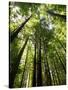 Redwood Forest, Rotorua, New Zealand-David Wall-Stretched Canvas