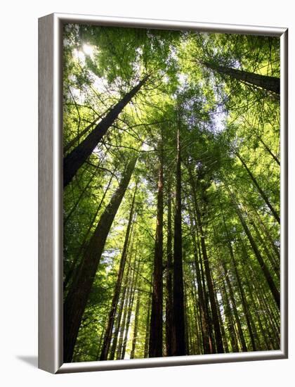 Redwood Forest, Rotorua, New Zealand-David Wall-Framed Photographic Print