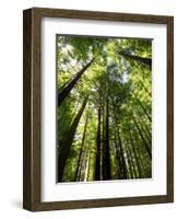 Redwood Forest, Rotorua, New Zealand-David Wall-Framed Photographic Print