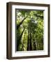 Redwood Forest, Rotorua, New Zealand-David Wall-Framed Photographic Print