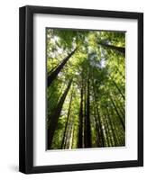 Redwood Forest, Rotorua, New Zealand-David Wall-Framed Photographic Print