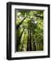 Redwood Forest, Rotorua, New Zealand-David Wall-Framed Photographic Print