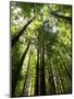 Redwood Forest, Rotorua, New Zealand-David Wall-Mounted Photographic Print