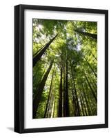 Redwood Forest, Rotorua, New Zealand-David Wall-Framed Photographic Print