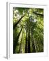 Redwood Forest, Rotorua, New Zealand-David Wall-Framed Photographic Print