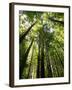 Redwood Forest, Rotorua, New Zealand-David Wall-Framed Photographic Print