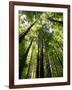 Redwood Forest, Rotorua, New Zealand-David Wall-Framed Photographic Print