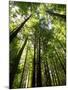 Redwood Forest, Rotorua, New Zealand-David Wall-Mounted Photographic Print