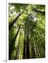 Redwood Forest, Rotorua, New Zealand-David Wall-Framed Photographic Print