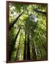 Redwood Forest, Rotorua, New Zealand-David Wall-Framed Photographic Print