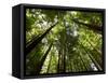 Redwood Forest, Rotorua, New Zealand-David Wall-Framed Stretched Canvas