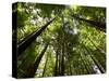 Redwood Forest, Rotorua, New Zealand-David Wall-Stretched Canvas