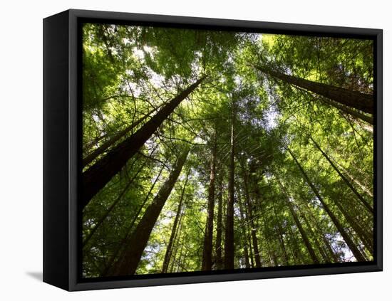 Redwood Forest, Rotorua, New Zealand-David Wall-Framed Stretched Canvas