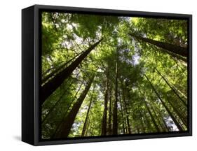 Redwood Forest, Rotorua, New Zealand-David Wall-Framed Stretched Canvas