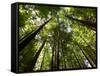 Redwood Forest, Rotorua, New Zealand-David Wall-Framed Stretched Canvas