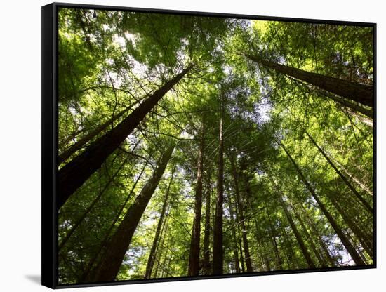 Redwood Forest, Rotorua, New Zealand-David Wall-Framed Stretched Canvas