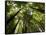 Redwood Forest, Rotorua, New Zealand-David Wall-Framed Stretched Canvas