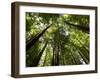 Redwood Forest, Rotorua, New Zealand-David Wall-Framed Premium Photographic Print