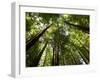 Redwood Forest, Rotorua, New Zealand-David Wall-Framed Premium Photographic Print