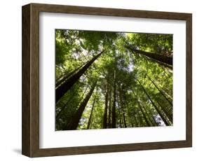 Redwood Forest, Rotorua, New Zealand-David Wall-Framed Photographic Print