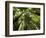 Redwood Forest, Rotorua, New Zealand-David Wall-Framed Photographic Print