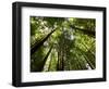 Redwood Forest, Rotorua, New Zealand-David Wall-Framed Photographic Print