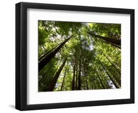 Redwood Forest, Rotorua, New Zealand-David Wall-Framed Photographic Print