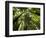 Redwood Forest, Rotorua, New Zealand-David Wall-Framed Photographic Print