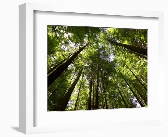 Redwood Forest, Rotorua, New Zealand-David Wall-Framed Photographic Print