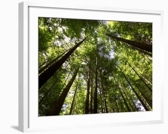 Redwood Forest, Rotorua, New Zealand-David Wall-Framed Photographic Print