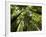 Redwood Forest, Rotorua, New Zealand-David Wall-Framed Photographic Print