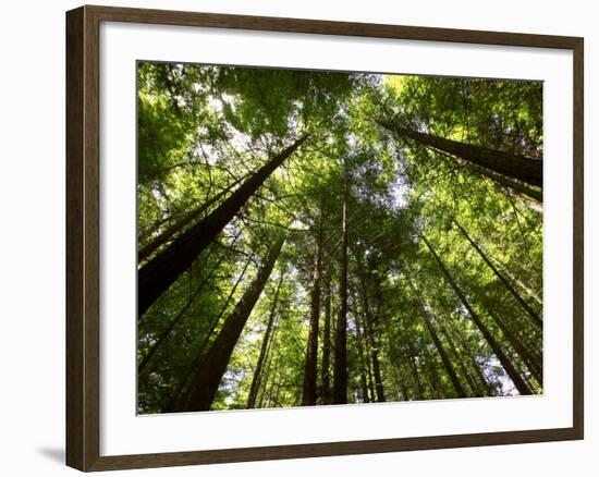 Redwood Forest, Rotorua, New Zealand-David Wall-Framed Photographic Print