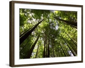 Redwood Forest, Rotorua, New Zealand-David Wall-Framed Photographic Print