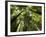 Redwood Forest, Rotorua, New Zealand-David Wall-Framed Photographic Print