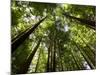 Redwood Forest, Rotorua, New Zealand-David Wall-Mounted Photographic Print