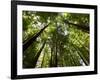 Redwood Forest, Rotorua, New Zealand-David Wall-Framed Photographic Print