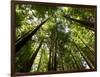 Redwood Forest, Rotorua, New Zealand-David Wall-Framed Photographic Print