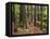 Redwood Forest, Rotorua, New Zealand-David Wall-Framed Stretched Canvas