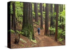 Redwood Forest, Rotorua, New Zealand-David Wall-Stretched Canvas