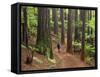 Redwood Forest, Rotorua, New Zealand-David Wall-Framed Stretched Canvas