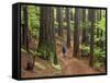 Redwood Forest, Rotorua, New Zealand-David Wall-Framed Stretched Canvas