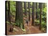 Redwood Forest, Rotorua, New Zealand-David Wall-Stretched Canvas