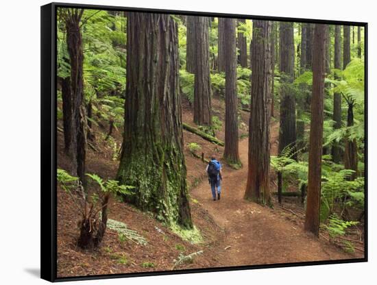 Redwood Forest, Rotorua, New Zealand-David Wall-Framed Stretched Canvas